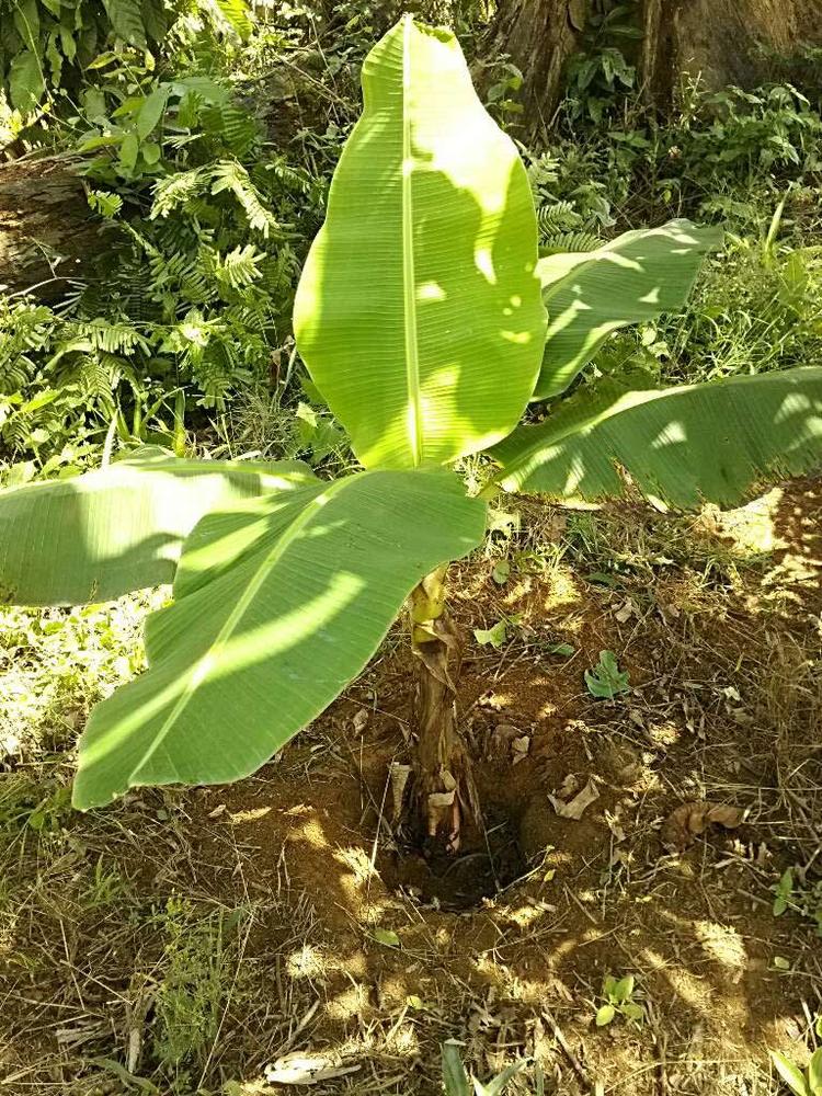 tree image