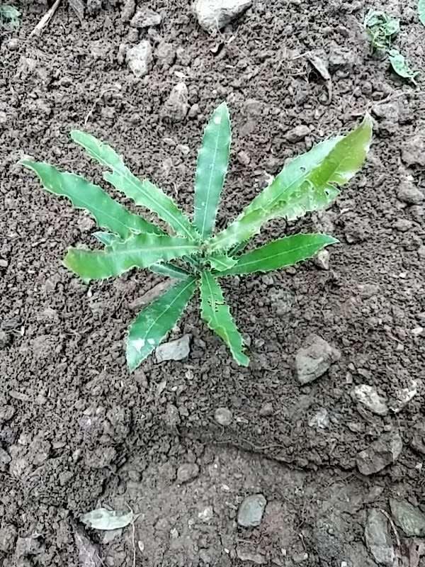 tree image