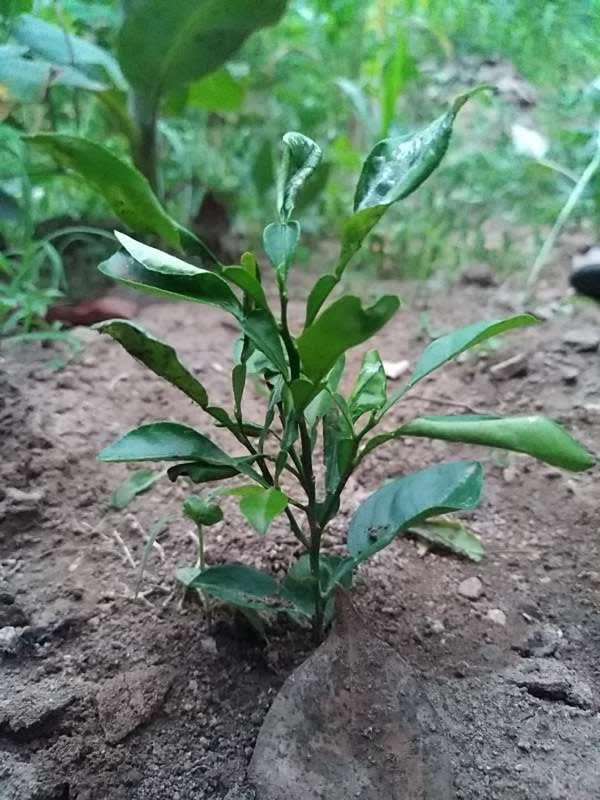 tree image