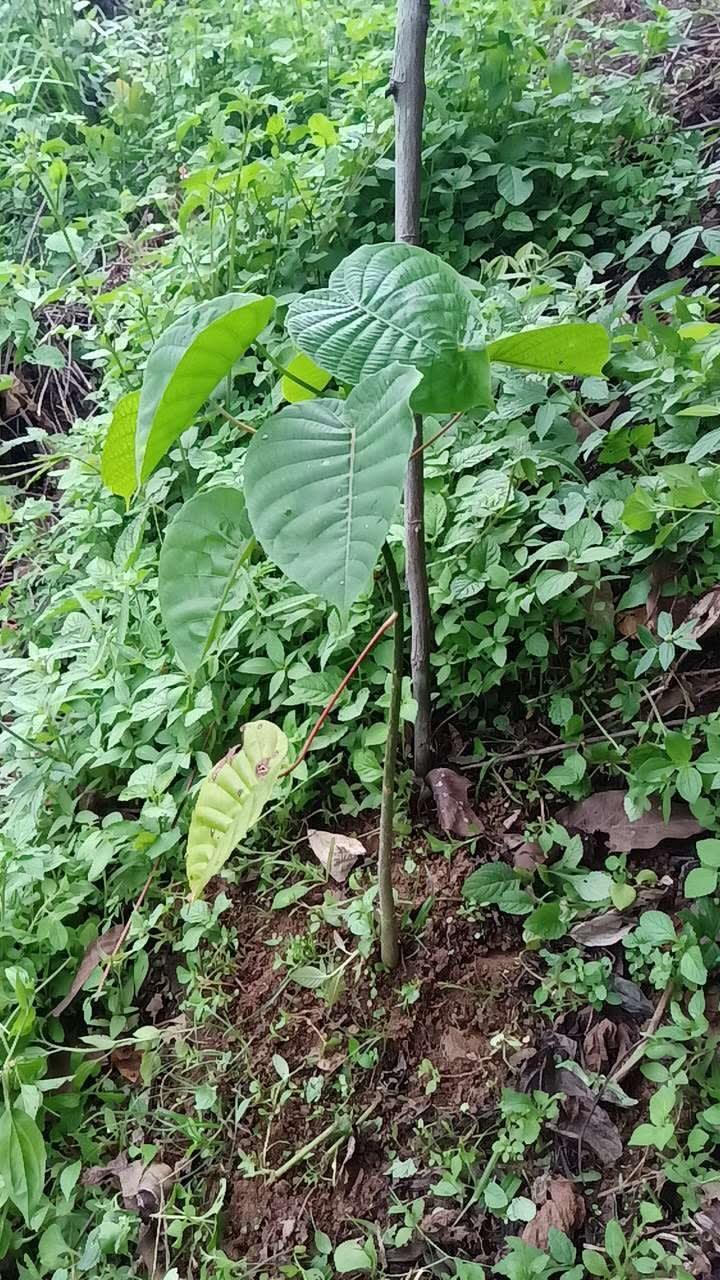 tree image