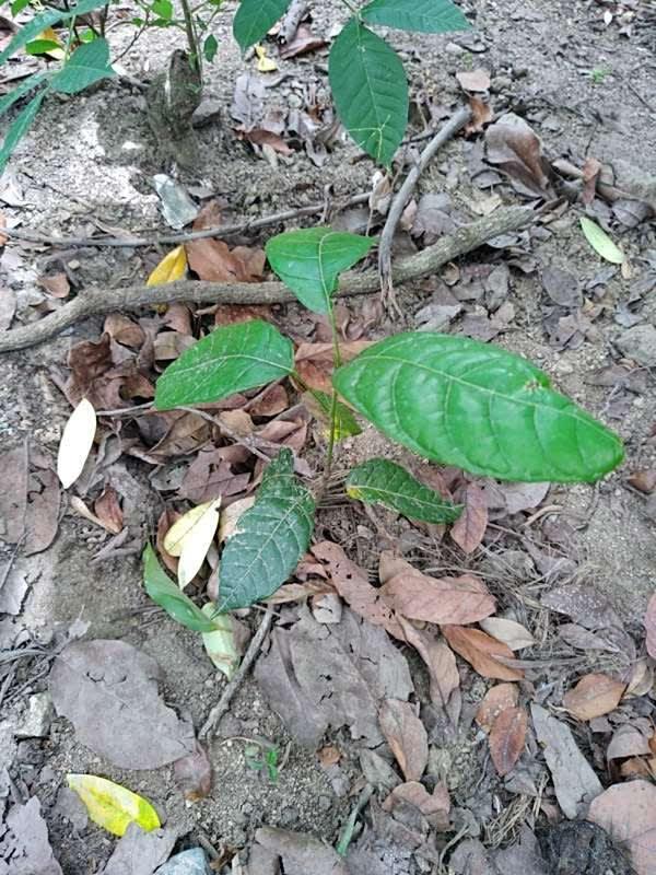 tree image