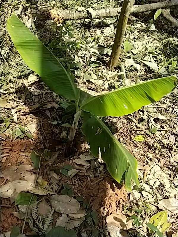 tree image