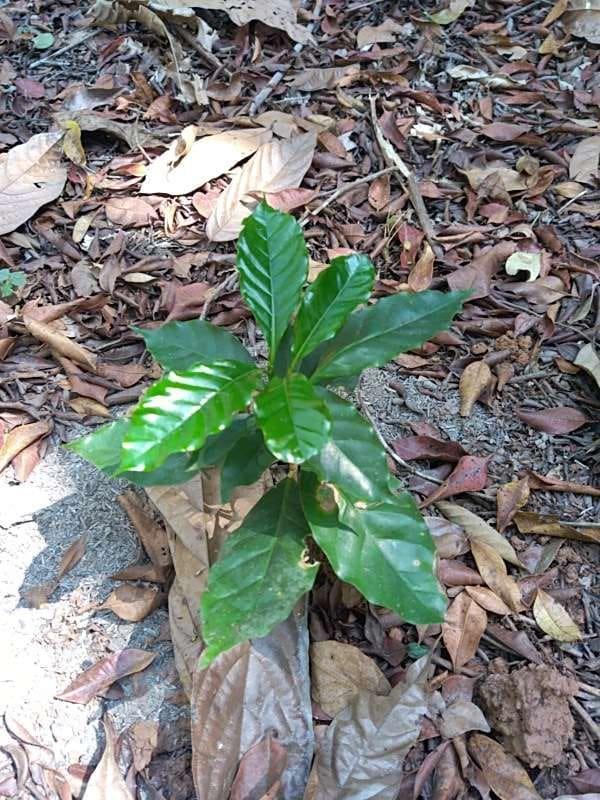 tree image