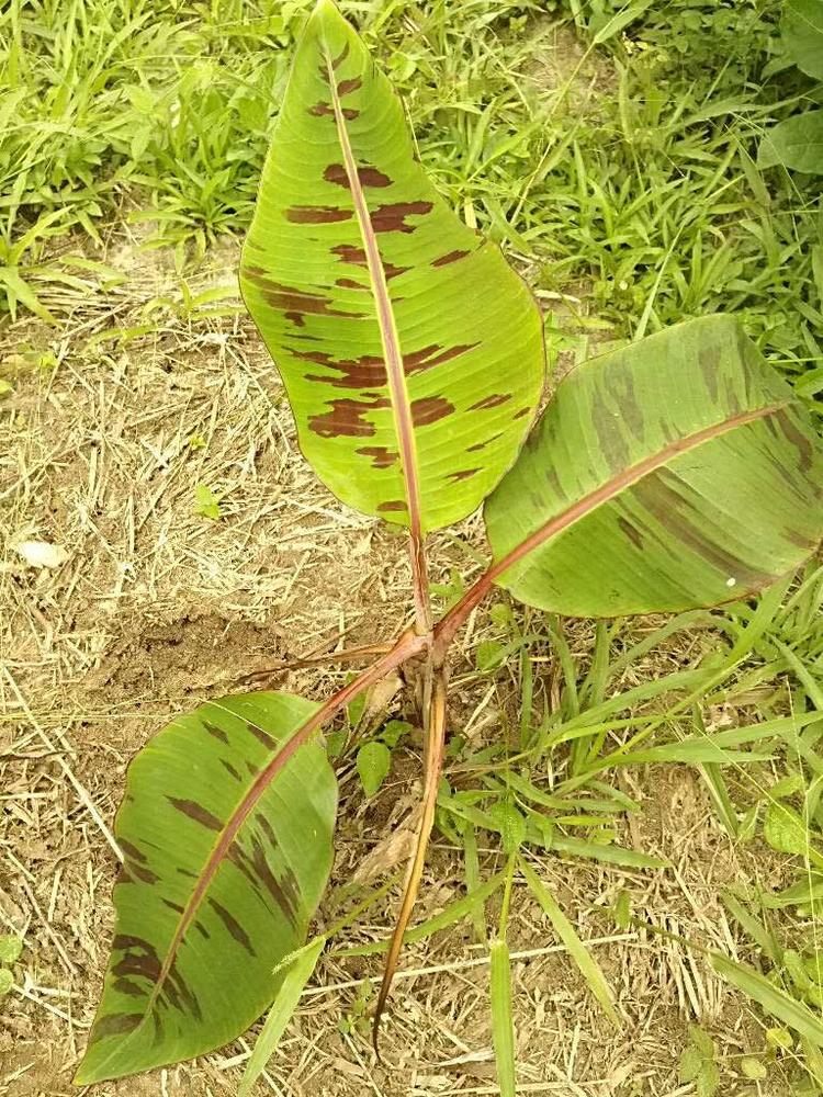 tree image