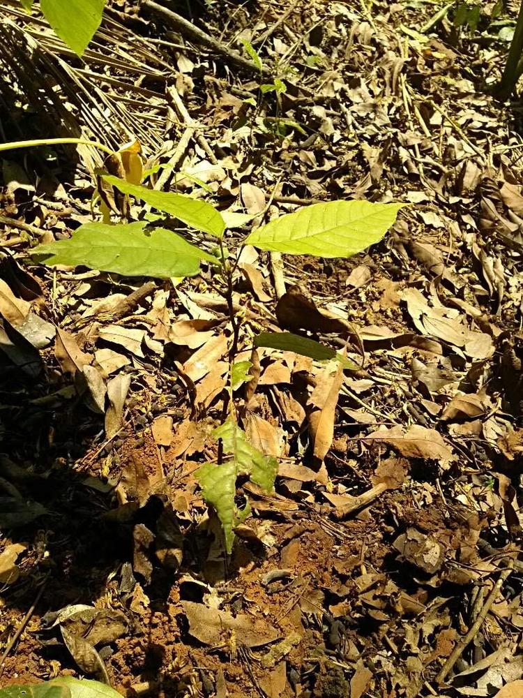 tree image