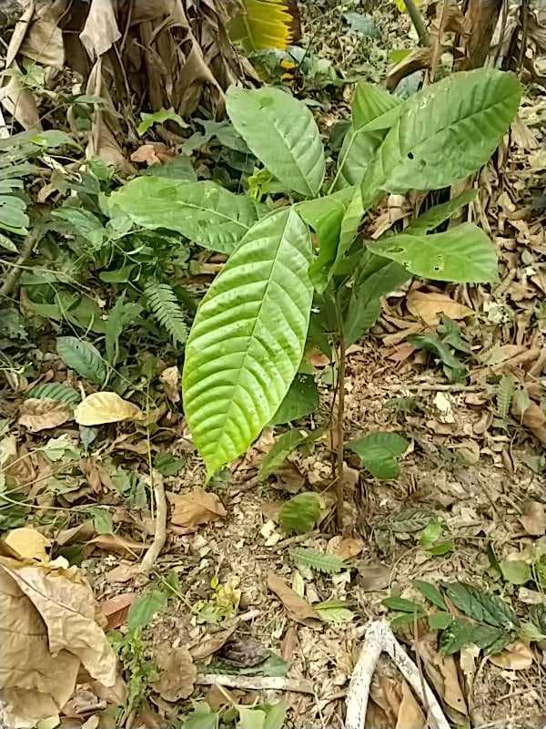 tree image