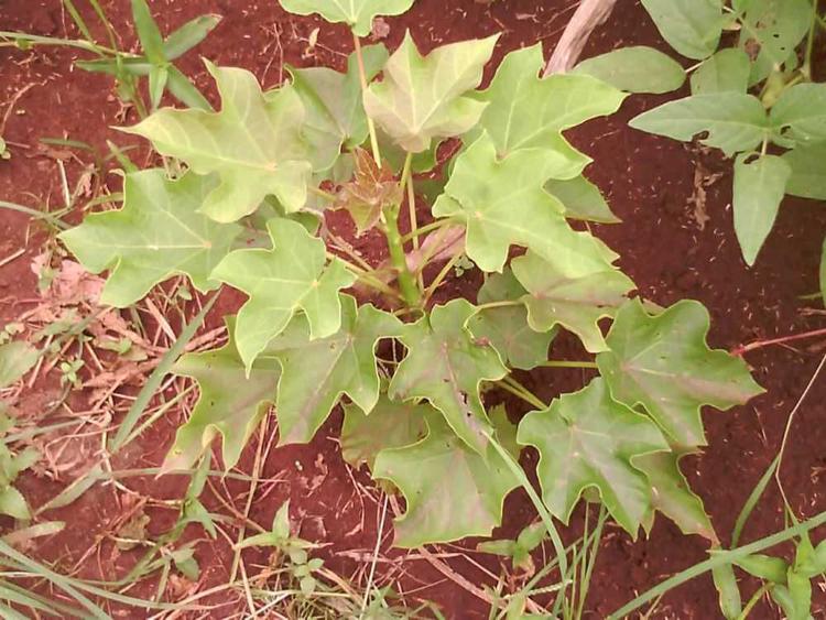 tree image