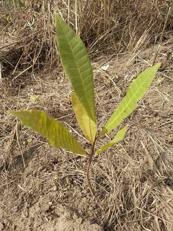 tree image