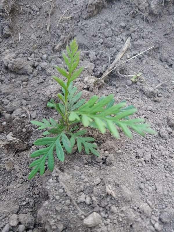 tree image