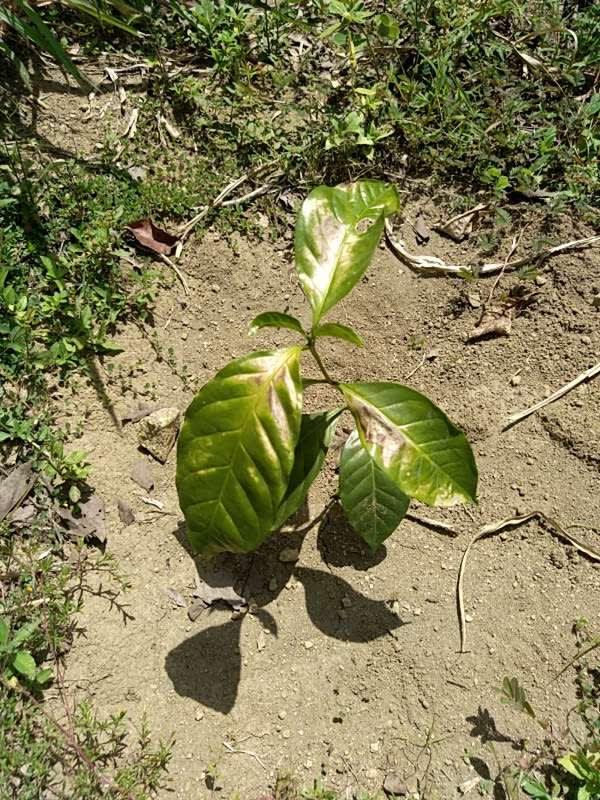 tree image