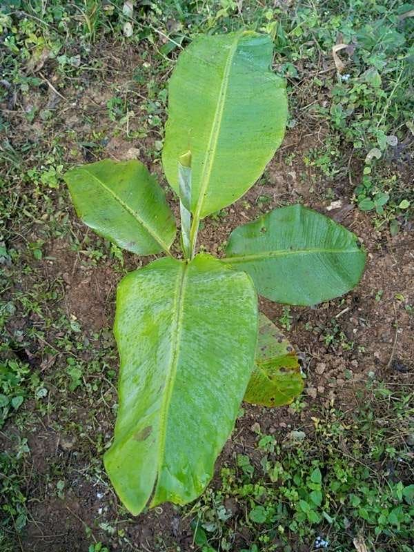 tree image