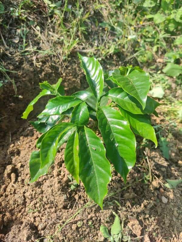 tree image