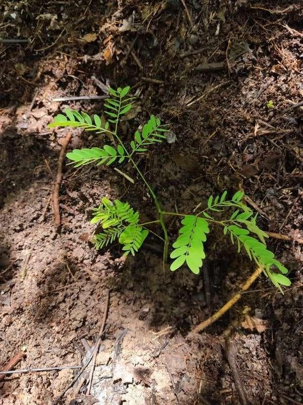 tree image