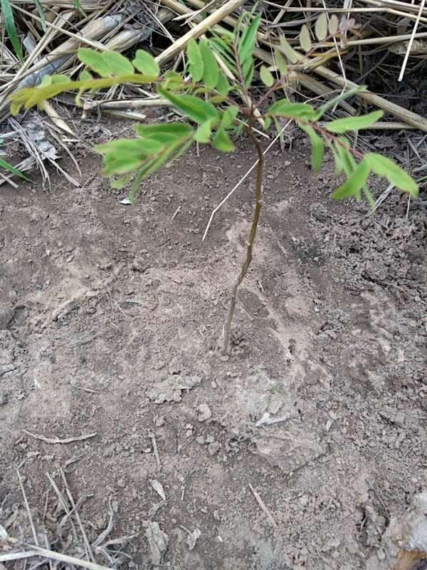 tree image