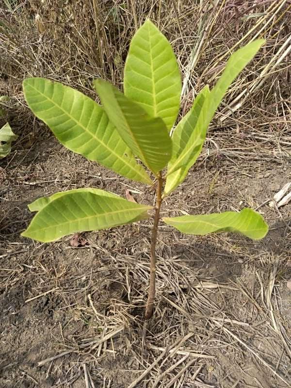 tree image