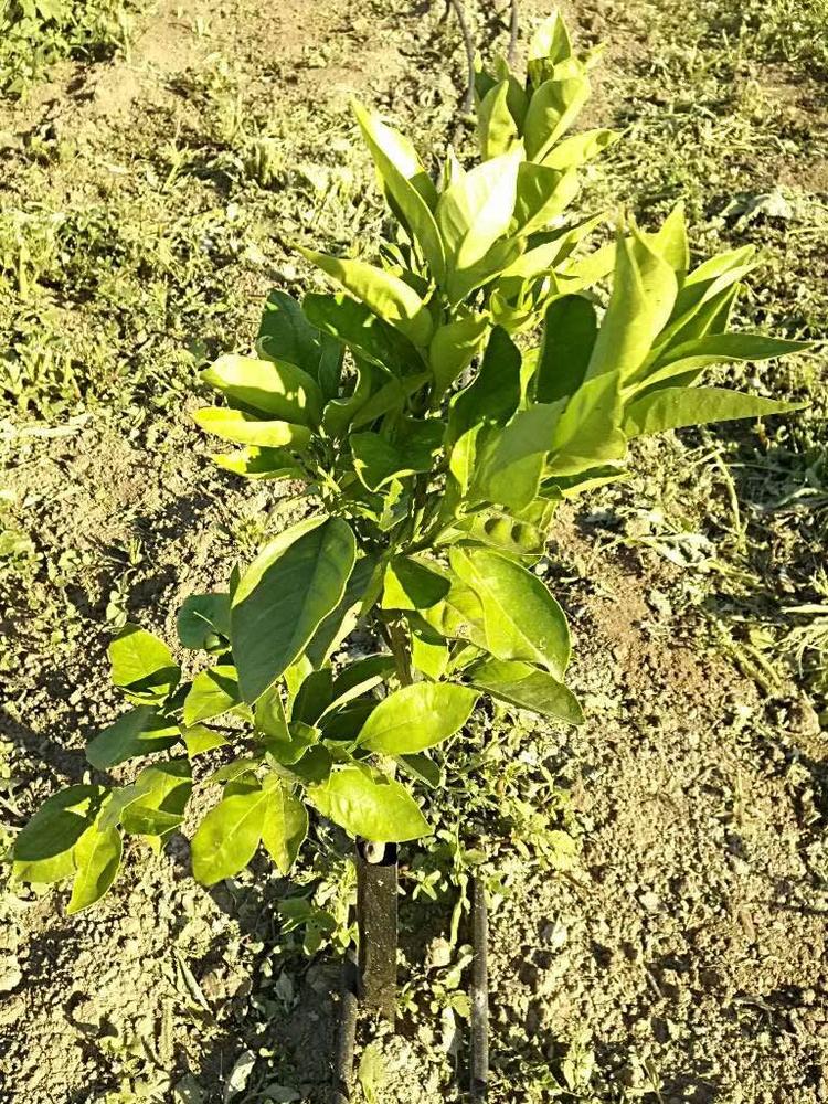 tree image