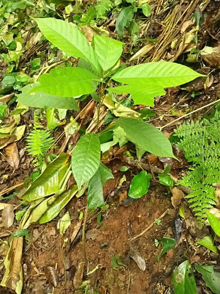 tree image