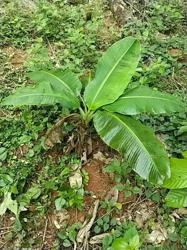 tree image