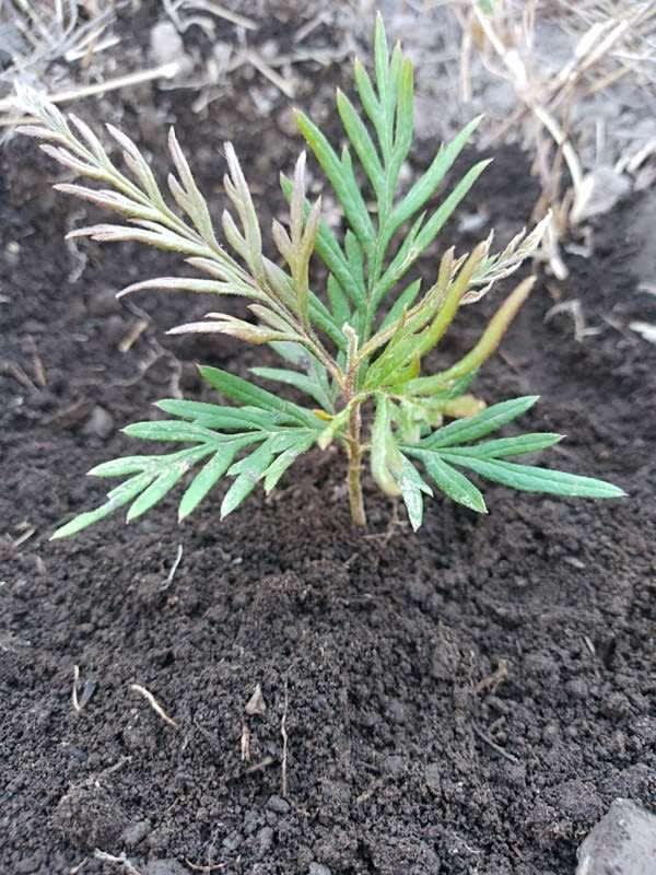 tree image