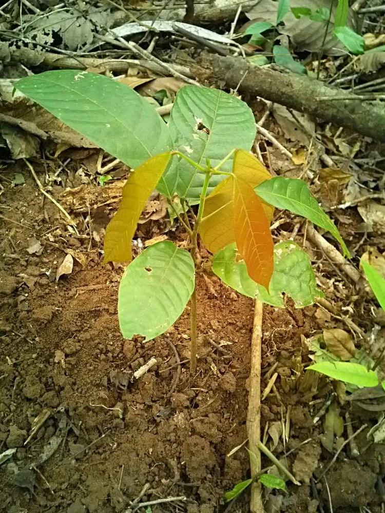 tree image