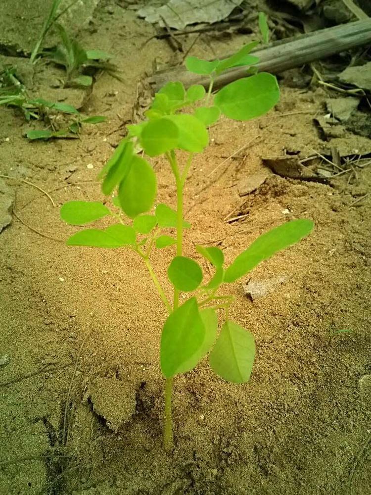 tree image