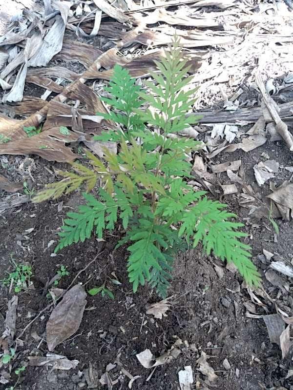 tree image