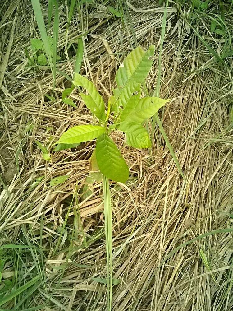 tree image