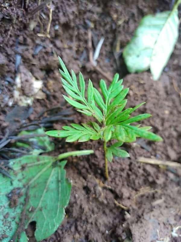 tree image