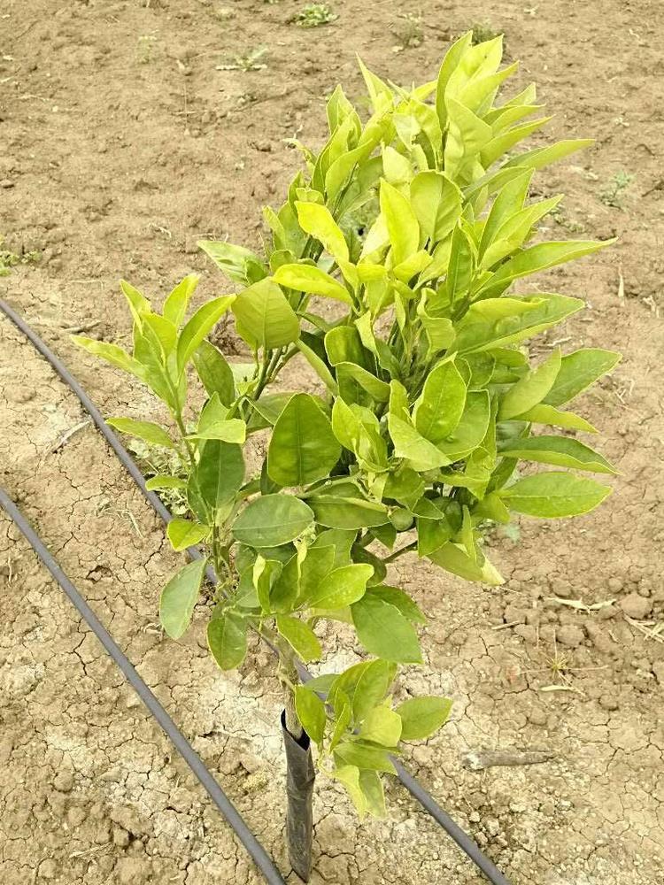 tree image