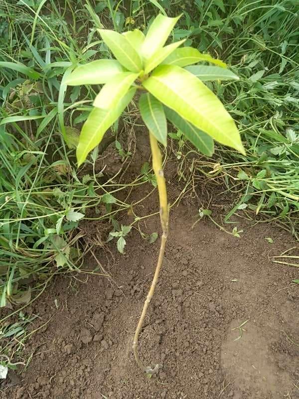 tree image