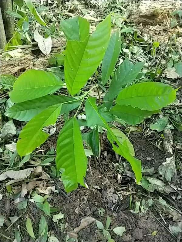tree image