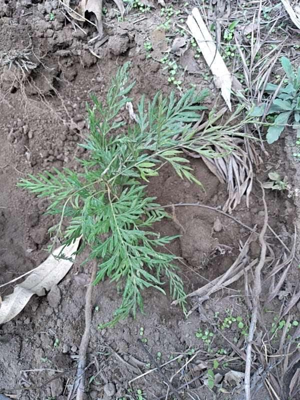 tree image