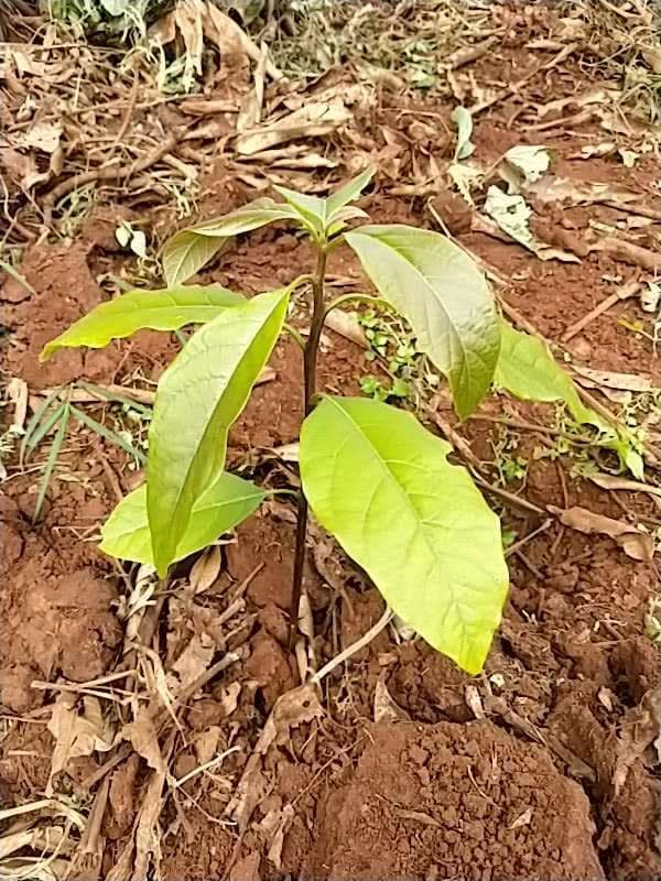 tree image