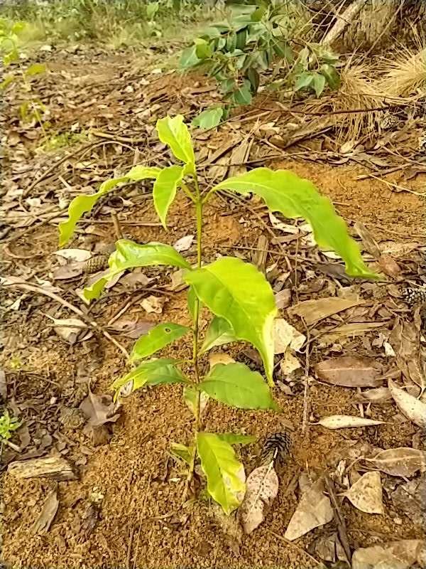 tree image