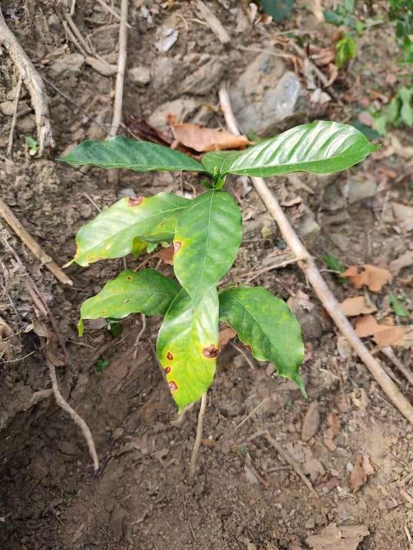 tree image