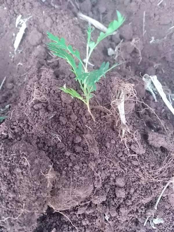 tree image