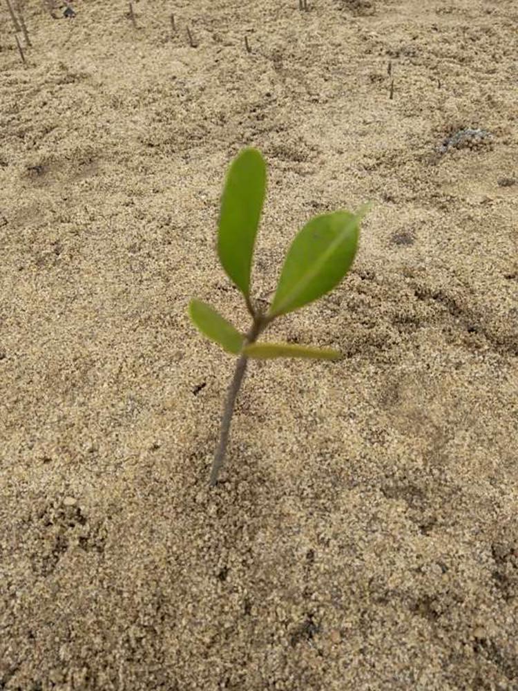 tree image