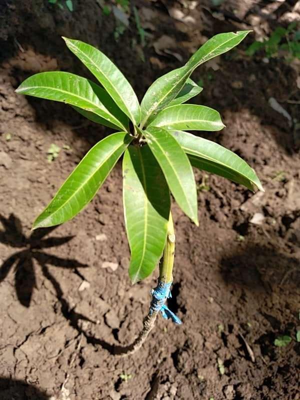 tree image