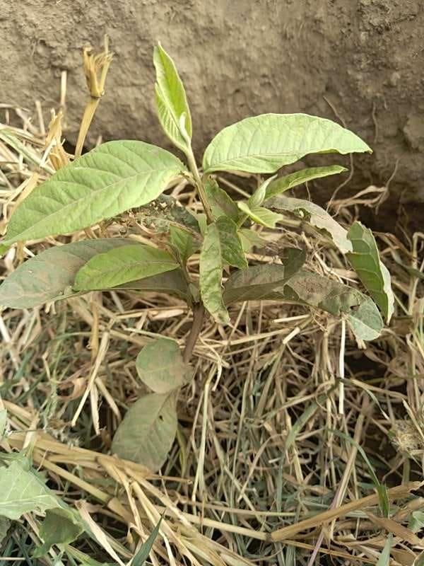 tree image