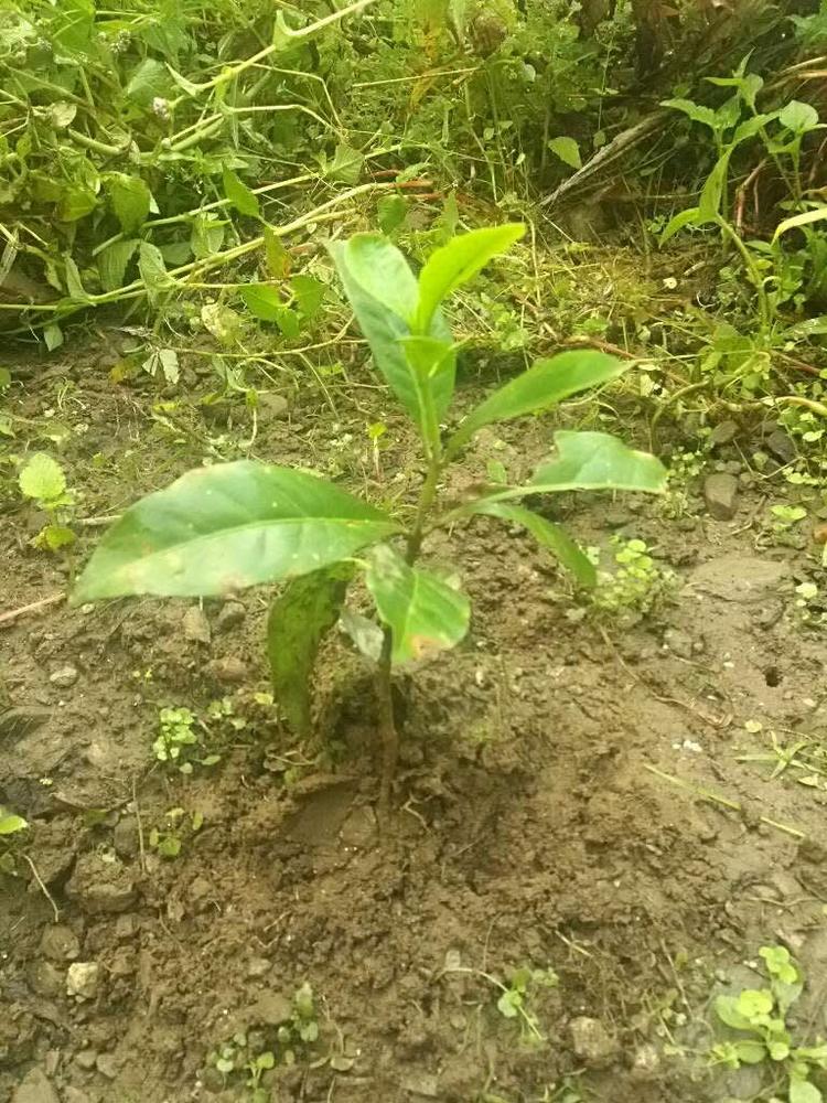 tree image