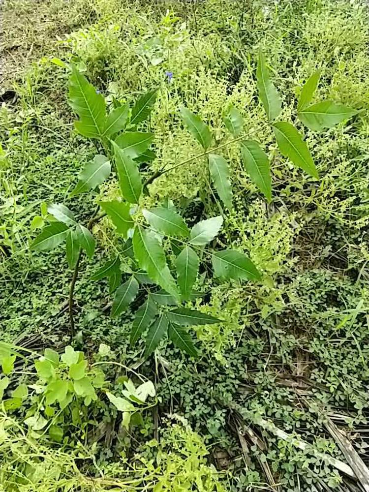 tree image