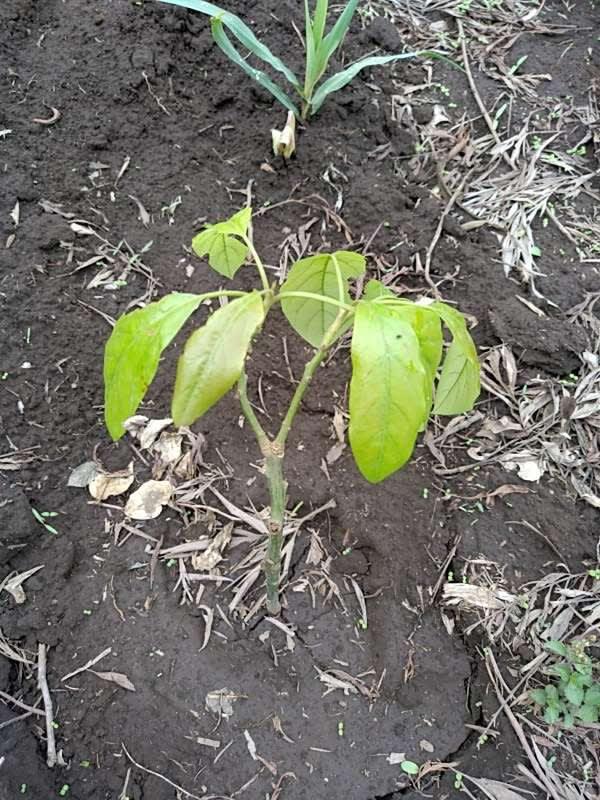 tree image