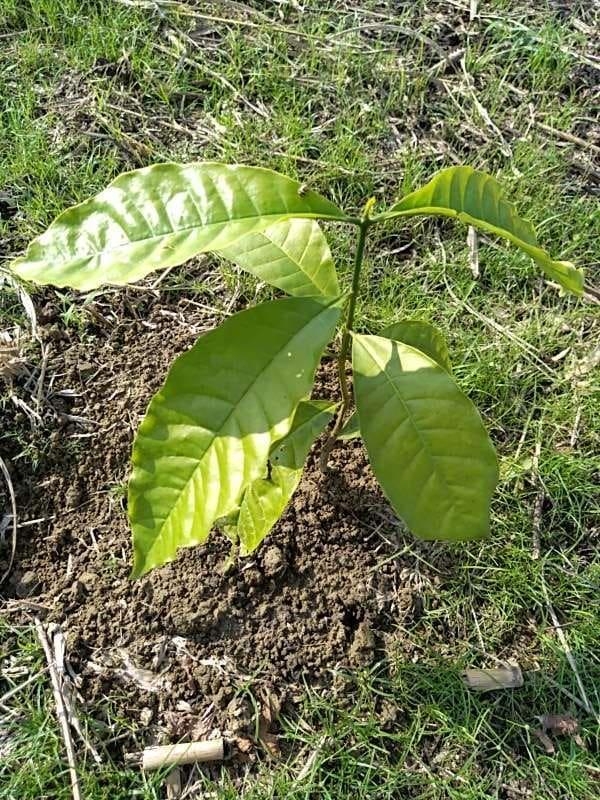 tree image