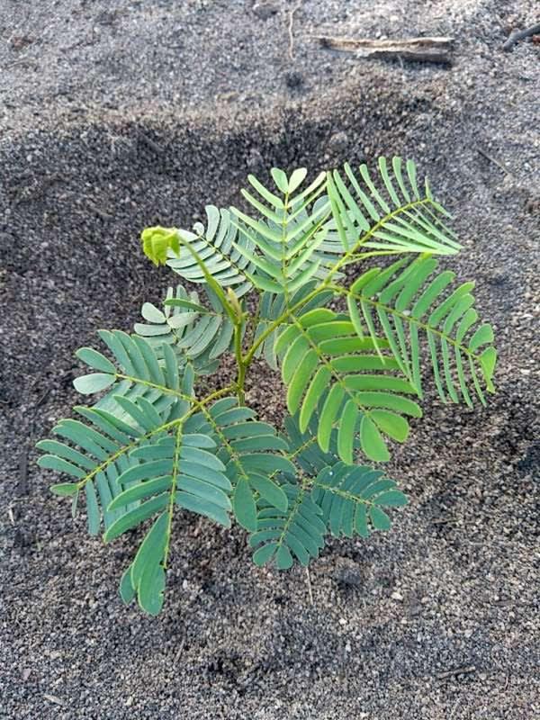 tree image