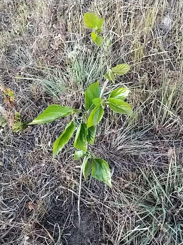 tree image