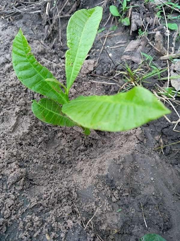 tree image