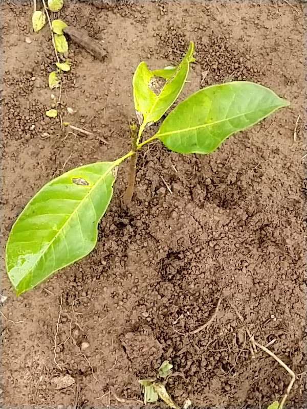 tree image