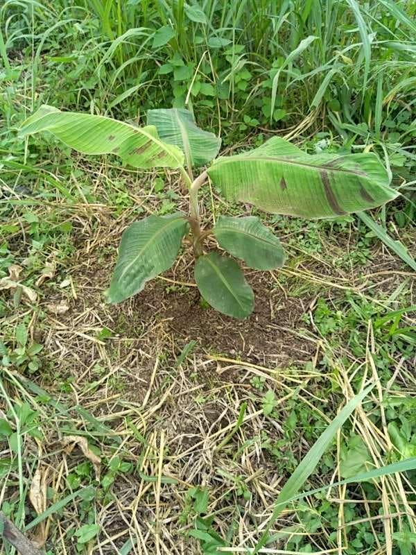 tree image