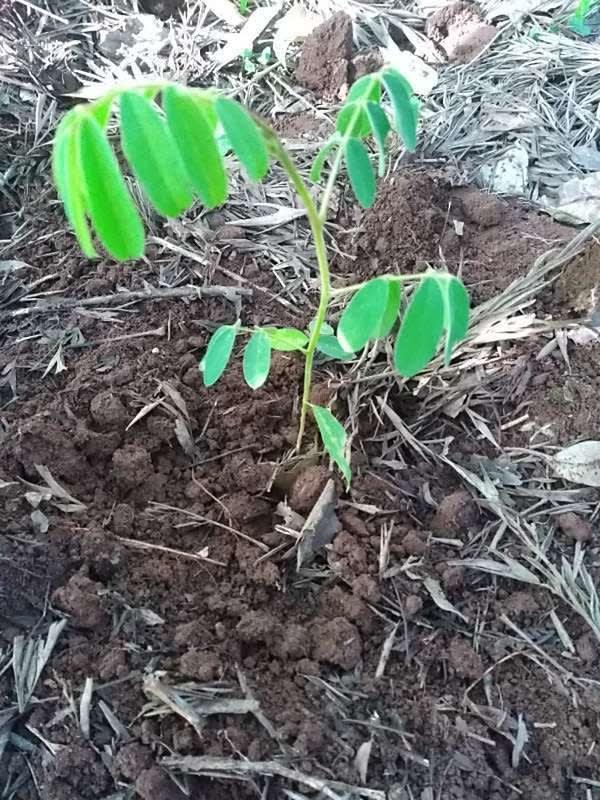 tree image