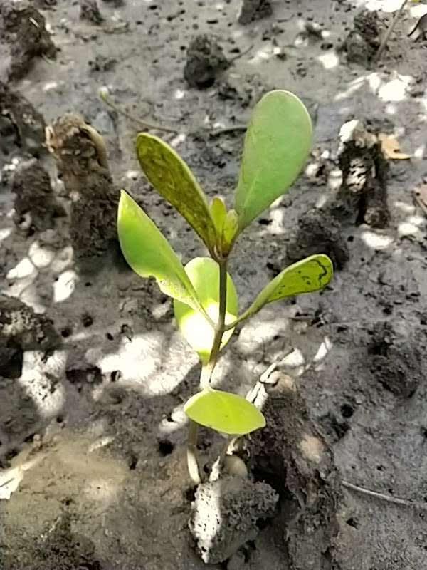 tree image